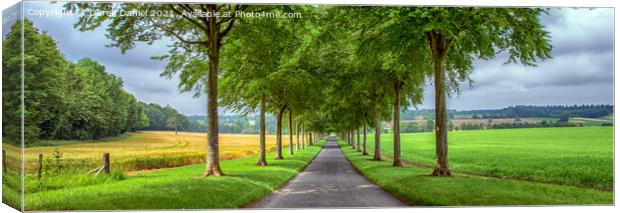 Avenue of Trees, Moor Crichel (panoramic) Canvas Print by Derek Daniel