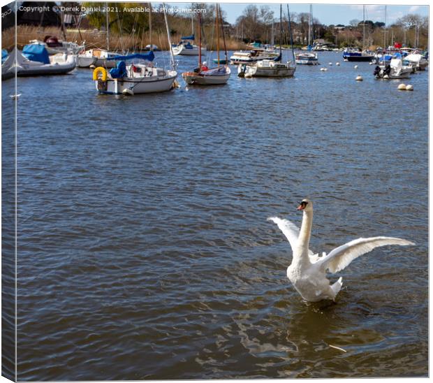 Swan flapping its wings Canvas Print by Derek Daniel