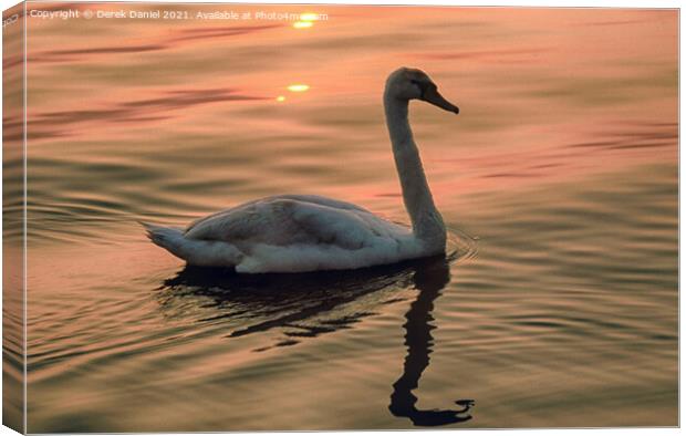 Swan looking for food around sunset time Canvas Print by Derek Daniel