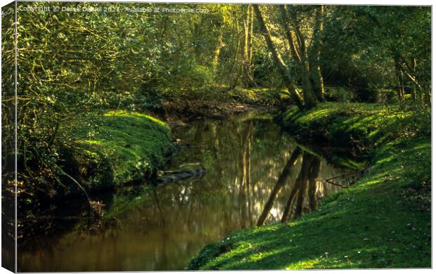 Forest Stream Canvas Print by Derek Daniel