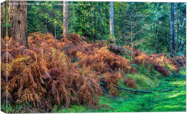 Golden Bracken Canvas Print by Derek Daniel