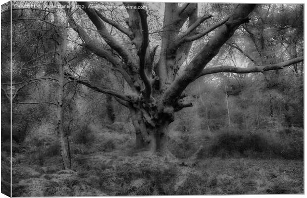 Autumn Forest Scene (mono) Canvas Print by Derek Daniel