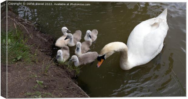 Majestic Swan Family Canvas Print by Derek Daniel