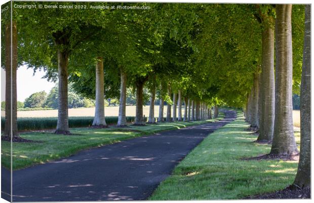 Avenue of Trees, Moor Crichel Canvas Print by Derek Daniel