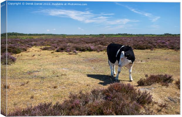 Black and White Cow standing in a field of Purple Heather Canvas Print by Derek Daniel
