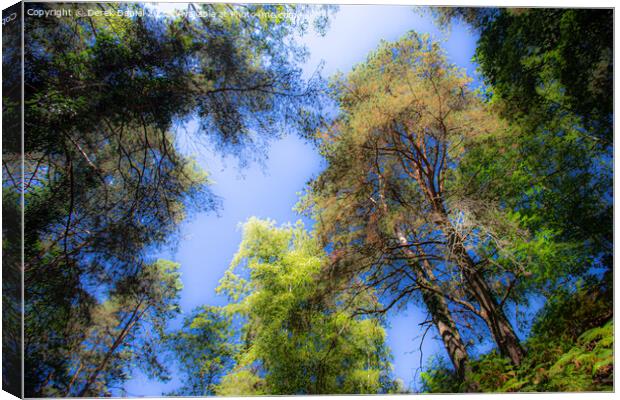 Looking Up Into The Trees Canvas Print by Derek Daniel