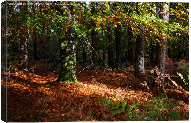 Enchanted Autumn Woods Canvas Print by Derek Daniel