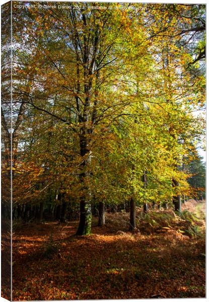 Enchanting Autumn Woodland Scene Canvas Print by Derek Daniel