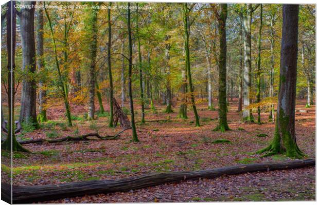 Beautiful Autumn Forest Scenery  Canvas Print by Derek Daniel