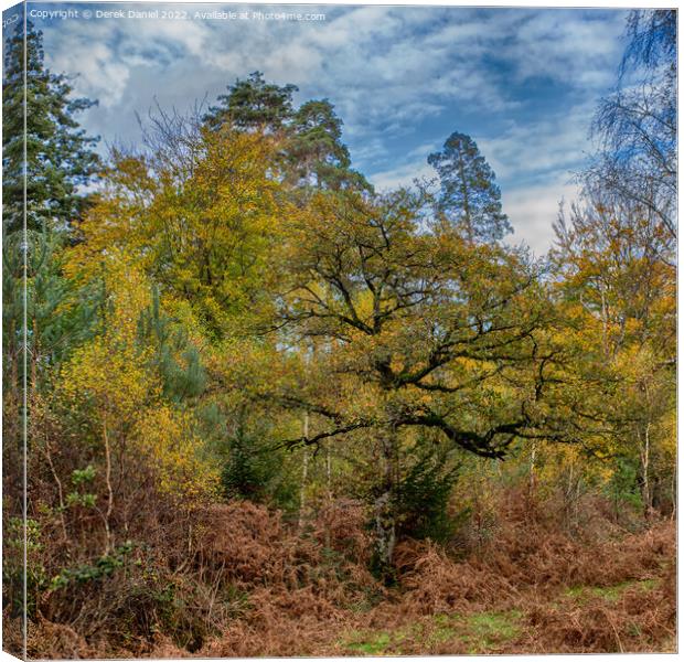 Autumn in the forest Canvas Print by Derek Daniel