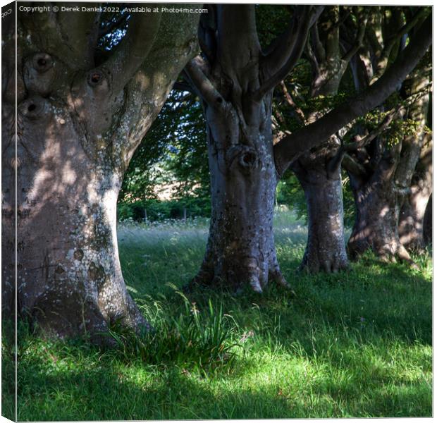 Beech Avenue, Badbury Rings Canvas Print by Derek Daniel