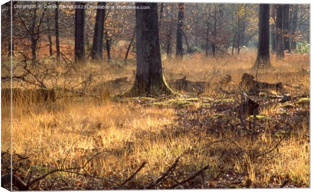 Enchanted Autumn Woodland Canvas Print by Derek Daniel