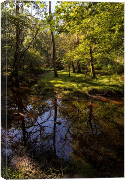 tranquil scene in The New Forest Canvas Print by Derek Daniel