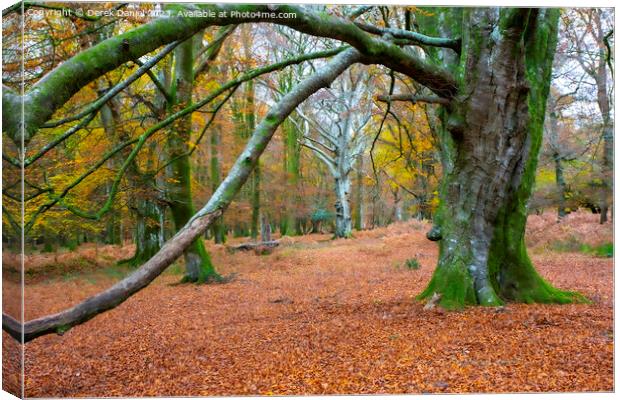 Enchanting Autumn Woodland Canvas Print by Derek Daniel