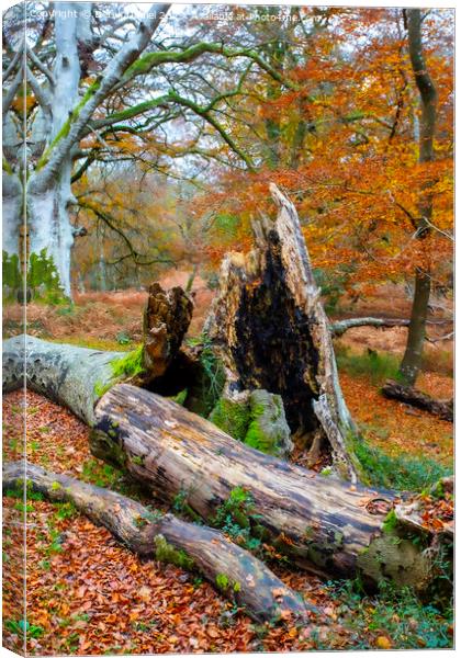 Autumn Forest Scene Canvas Print by Derek Daniel