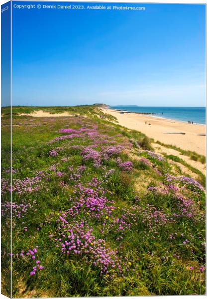 Sea Thrift above Southbourne beach Canvas Print by Derek Daniel