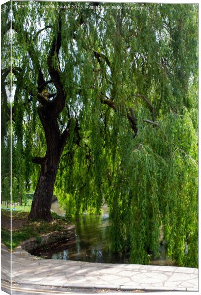 The Graceful Willow Canvas Print by Derek Daniel