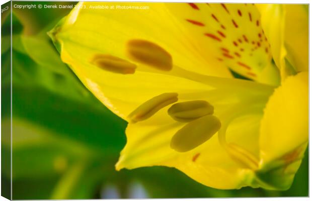 "Radiant Blossom: A Captivating Close-Up of a Gold Canvas Print by Derek Daniel