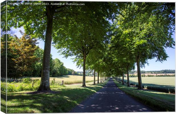 the avenue Moor Crichel Canvas Print by Derek Daniel