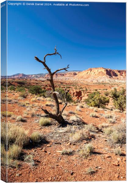 A Lone Tree at Capitol Reef, Utah Canvas Print by Derek Daniel