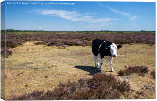 Inquisitive Cow Canvas Print by Derek Daniel