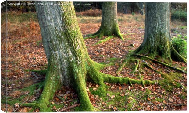 Moss covered tree trunks Canvas Print by Derek Daniel