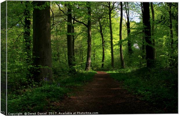 Micheldever Woods Canvas Print by Derek Daniel