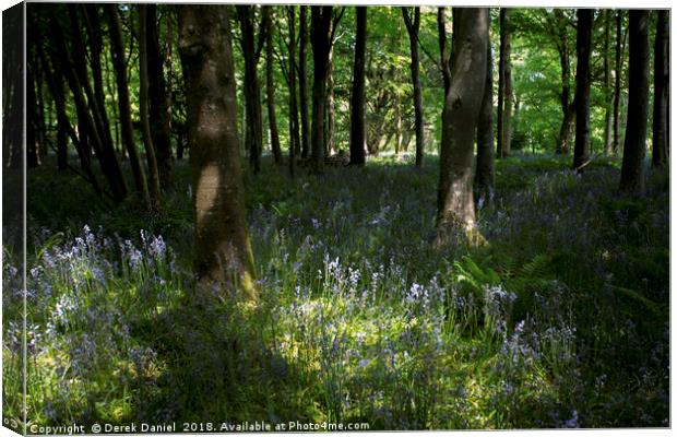 Bluebells Canvas Print by Derek Daniel