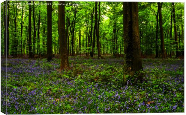 Early morning at the bluebell wood at Micheldever Canvas Print by Derek Daniel