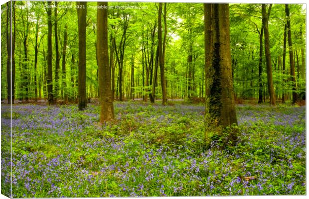 Early morning at the bluebell wood at Micheldever  Canvas Print by Derek Daniel