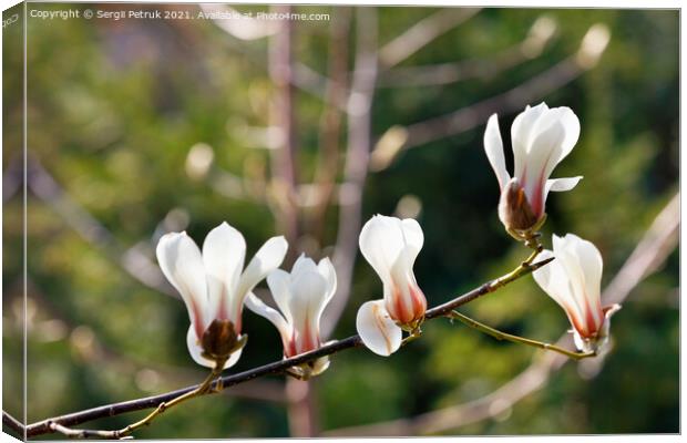 White magnolia flowers begin to bloom in the spring garden. Canvas Print by Sergii Petruk