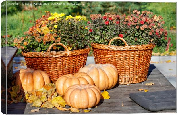 Autumn warm still life with round pumpkins near baskets of chrysanthemums in blur in warm sunlight. Canvas Print by Sergii Petruk