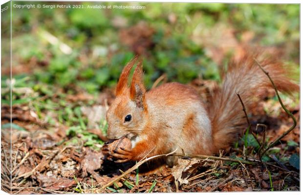 An orange squirrel holds a walnut in its paws and chews it against the background of fallen leaves in blur. Canvas Print by Sergii Petruk