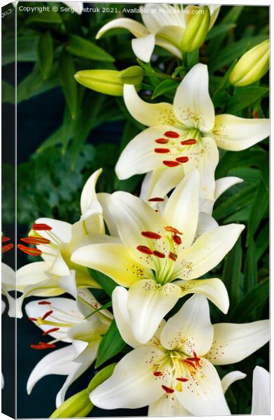White lily flowers on a dark green background with slight blur. Canvas Print by Sergii Petruk