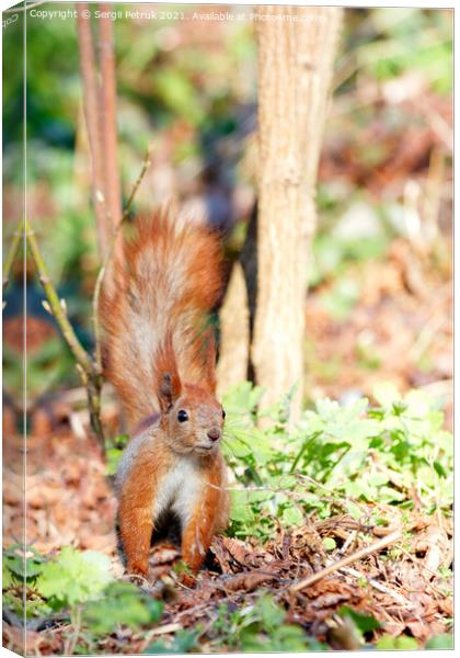 A cautious orange squirrel listens to rustles in the grass and fallen leaves. Canvas Print by Sergii Petruk