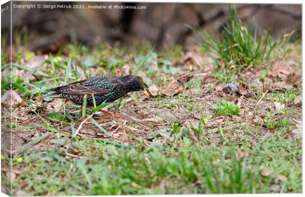 In spring, a starling with a beautiful spotted plumage of a blue-green hue walks against the background of a brown forest litter. Canvas Print by Sergii Petruk