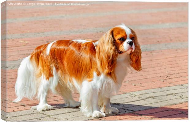 Cavalier King Charles Spaniel on the background of the sidewalk lined with red paving stones. Canvas Print by Sergii Petruk