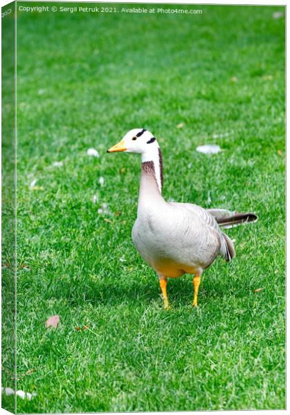 Bar-headed goose Anser indicus grazes on a green grassy lawn in a summer park. Canvas Print by Sergii Petruk