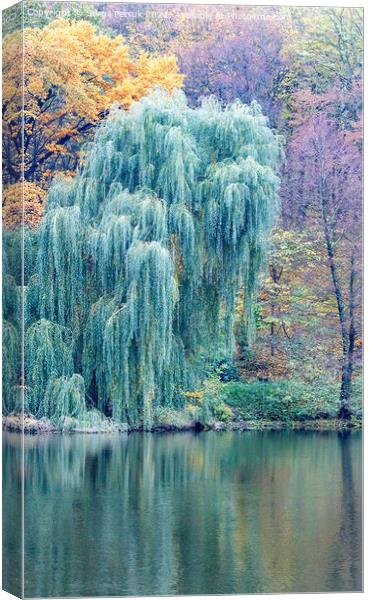 The green willow foliage bent its branches over the surface of the forest lake. Canvas Print by Sergii Petruk