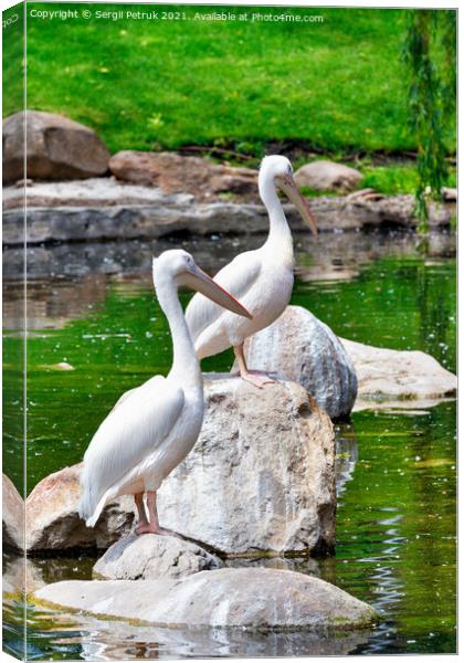 Two large white pelicans perched on stone boulders in the middle of a forest lake. Canvas Print by Sergii Petruk