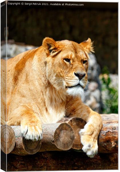 Portrait of a lioness resting on a platform made of wooden logs. Canvas Print by Sergii Petruk