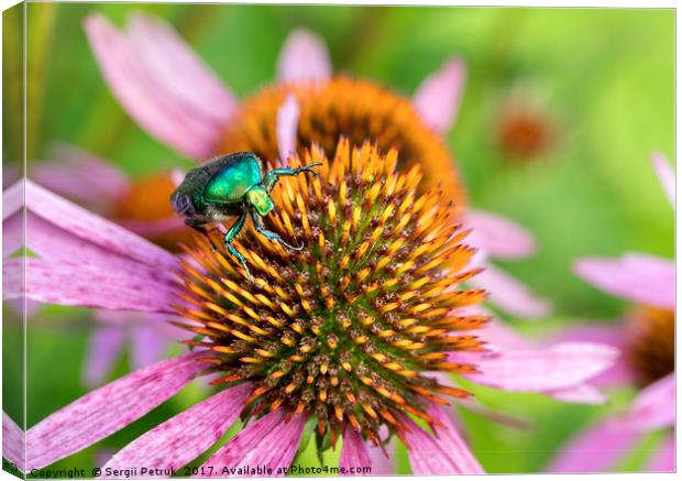 Bright green Chapfer on a flower of Echinacea Canvas Print by Sergii Petruk