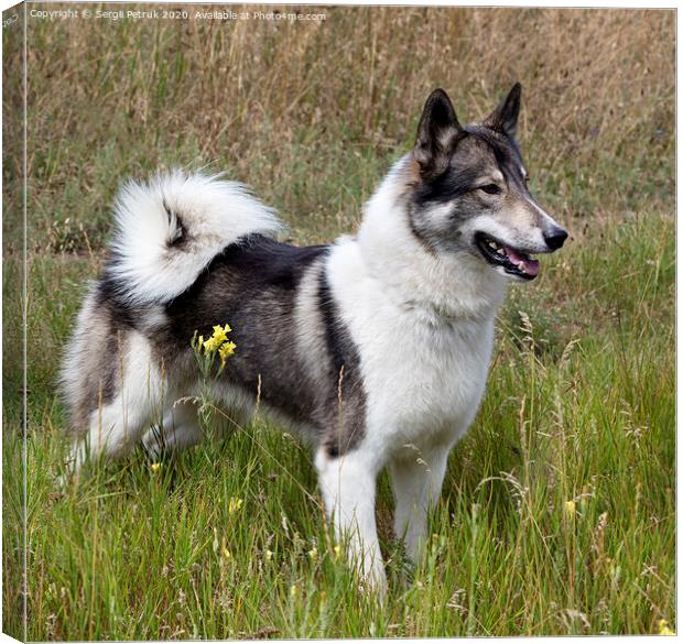 Hunting dog Siberian Laika outdoors saw prey Canvas Print by Sergii Petruk