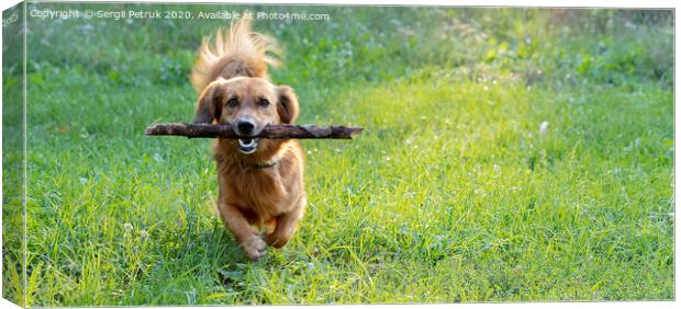 happy dog dachshund playing with a branch outdoors on a green lawn Canvas Print by Sergii Petruk