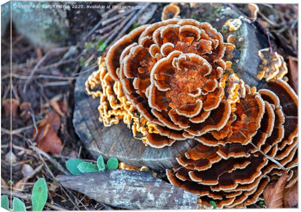 bright orange mushroom growing on an old stump in an autumn park Canvas Print by Sergii Petruk