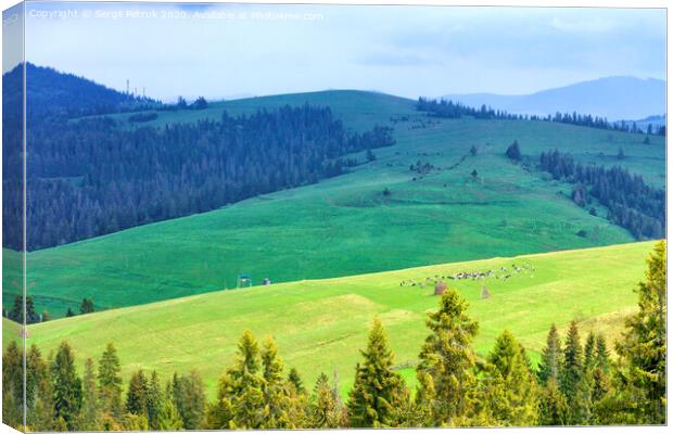 A flock of sheep grazing on a hill of mountain green meadows on a sunny spring morning Canvas Print by Sergii Petruk
