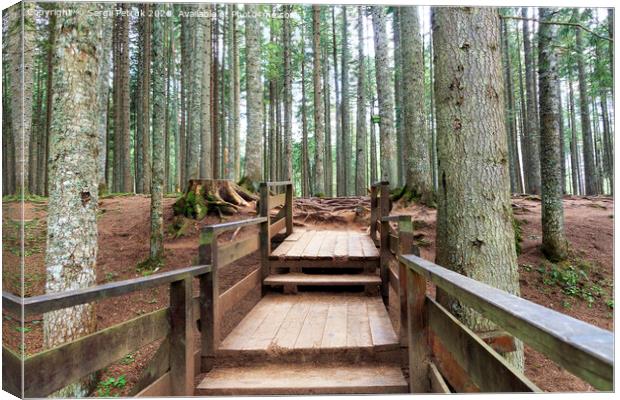 Wooden platform among the old forest. The texture of the roots of trees in the old forest. Canvas Print by Sergii Petruk