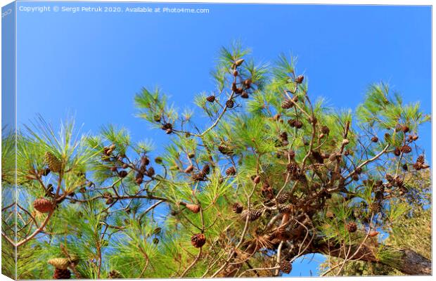 A branch of the mediterranean spruce with cones against the blue sky Canvas Print by Sergii Petruk