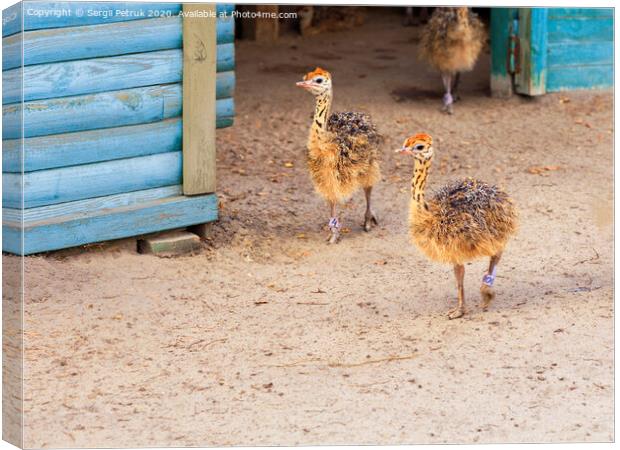 Little fluffy ostrichs strolls around the farm yard. Canvas Print by Sergii Petruk