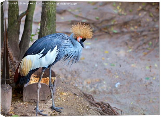 View and profile view of a gray crowned crane Canvas Print by Sergii Petruk